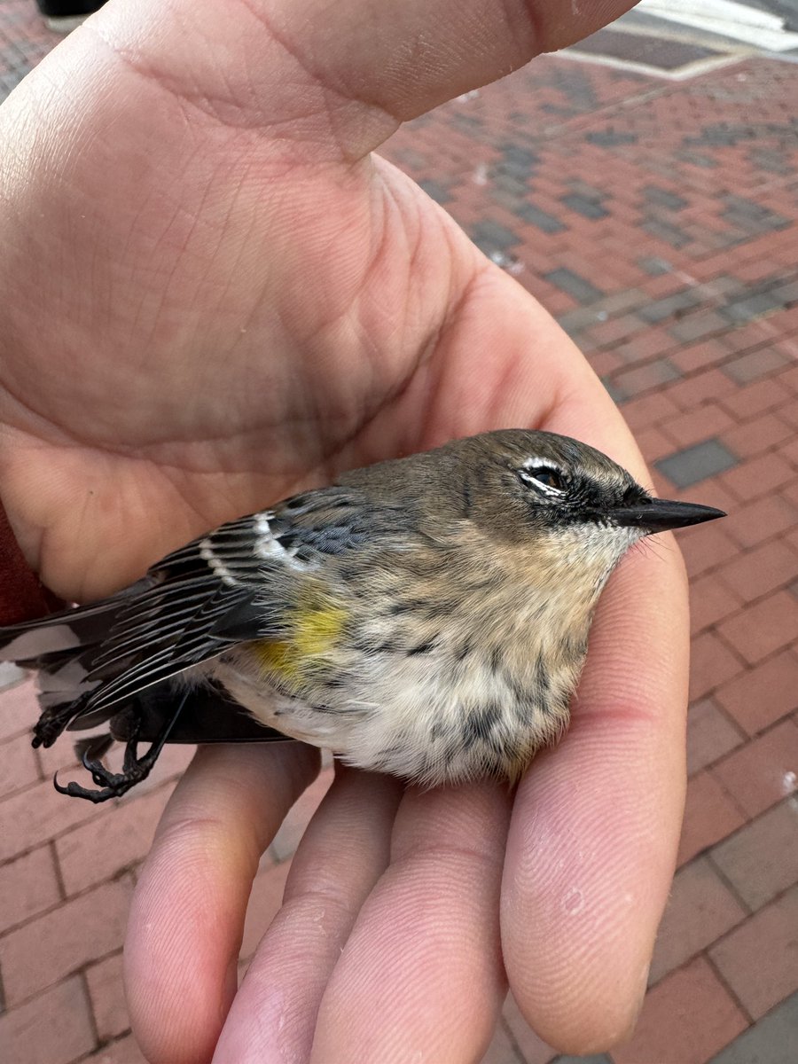 TheBirdist's tweet photo. Two of the birds I found on the streets of Portland this morning during my weekly survey. Donate here if you’d like to support my work: https://t.co/GOJyOAVlU9 https://t.co/gbjFZe1GfM