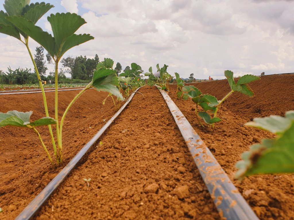 BenChesenge's tweet photo. Sometimes we are tooo busy to post here. 
We are still on.
@Jannettoroitich @Chero_Sharon @CleotildaJ 
@rodgers_kirwa 
@MastercardFdn 
#AgribusinessTalk254 https://t.co/UfFmLQNmCM