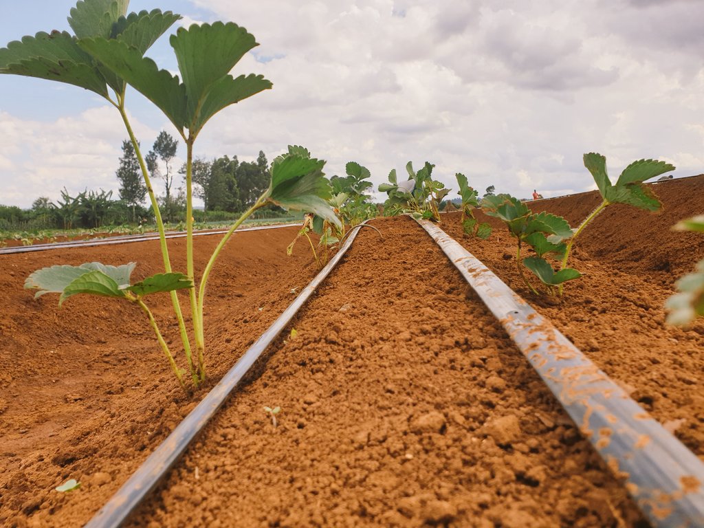 BenChesenge's tweet photo. Sometimes we are tooo busy to post here. 
We are still on.
@Jannettoroitich @Chero_Sharon @CleotildaJ 
@rodgers_kirwa 
@MastercardFdn 
#AgribusinessTalk254 https://t.co/UfFmLQNmCM