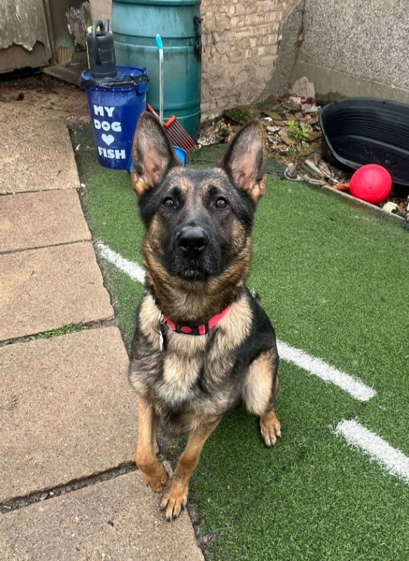 gsrescueelite's tweet photo. Anna will be 3 in Dec and she can live with older kids, Anna was kept in a very small shed which has resulted in some tail holding/chewing so she will need a home with someone around most the time 
#dogs #GermanShepherd #Essex 
https://t.co/zPJ4LnUyE1 https://t.co/CRkA0Aoyvx
