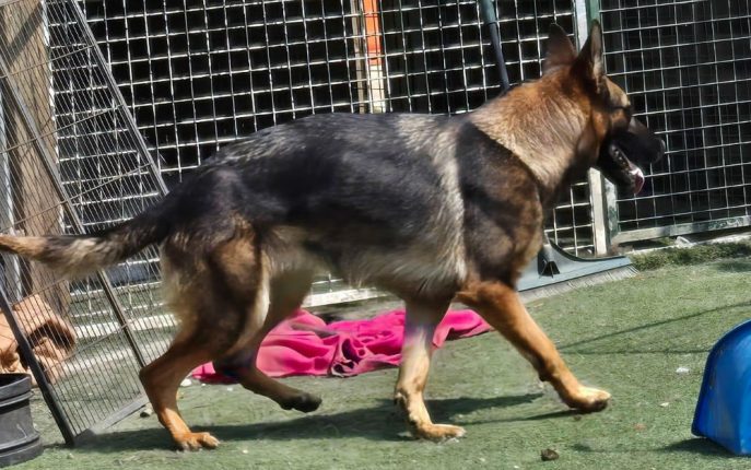 gsrescueelite's tweet photo. Anna will be 3 in Dec and she can live with older kids, Anna was kept in a very small shed which has resulted in some tail holding/chewing so she will need a home with someone around most the time 
#dogs #GermanShepherd #Essex 
https://t.co/zPJ4LnUyE1 https://t.co/CRkA0Aoyvx