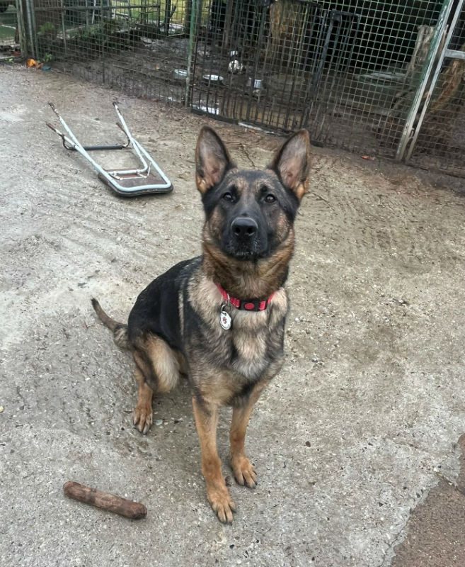 gsrescueelite's tweet photo. Anna will be 3 in Dec and she can live with older kids, Anna was kept in a very small shed which has resulted in some tail holding/chewing so she will need a home with someone around most the time 
#dogs #GermanShepherd #Essex 
https://t.co/zPJ4LnUyE1 https://t.co/CRkA0Aoyvx