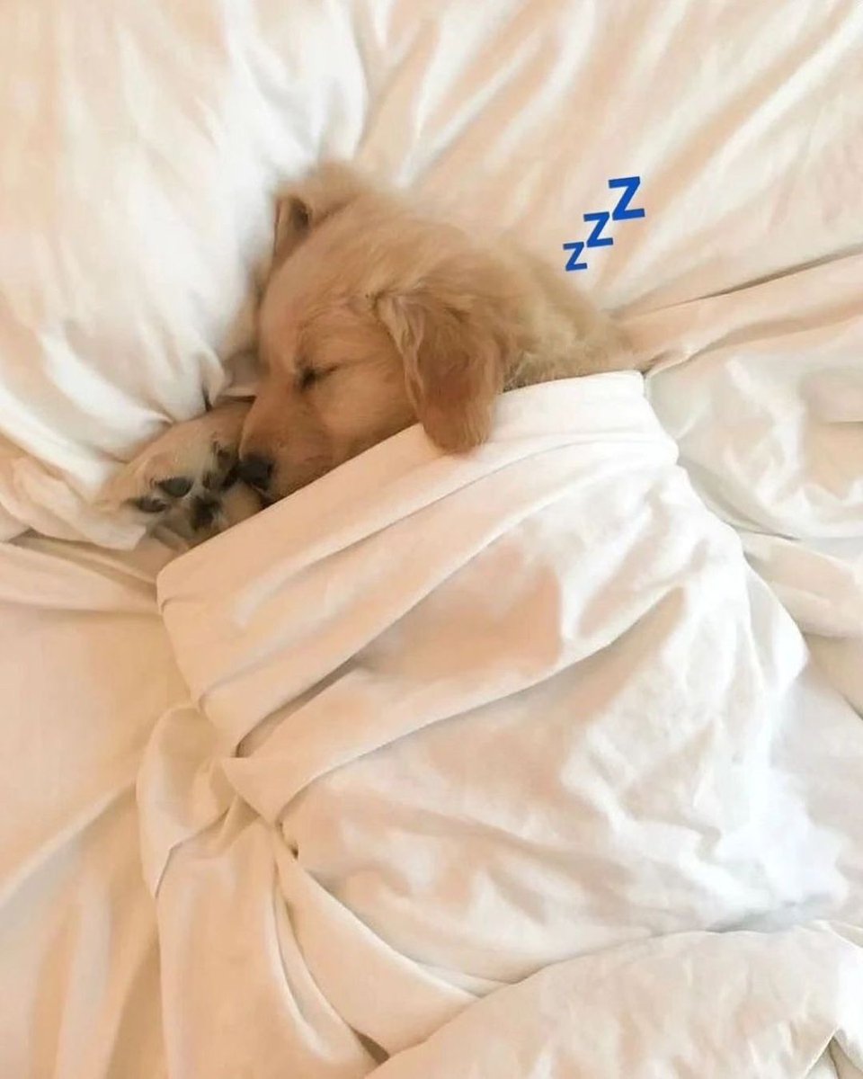 puppies_video's tweet photo. https://t.co/aCsp9i91eM