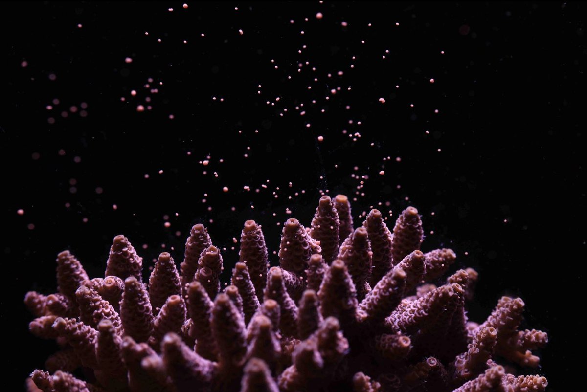 What does Coral spawning look like?

This👇🏽