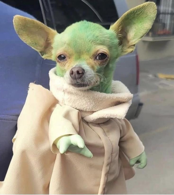 twaniimals's tweet photo. ㅤ https://t.co/TjKLCQtdV8