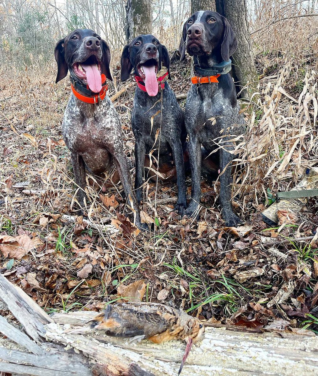 chiendechasse_'s tweet photo. A votre avis c'est lequel qui ne l'a jamais vu ? 😅

#ChienDeChasse #ChienDeVie #VieDeChienDeChasse #ChassePartage #Bécasse #Bois #CestPasJuste https://t.co/OyVvBctPuB