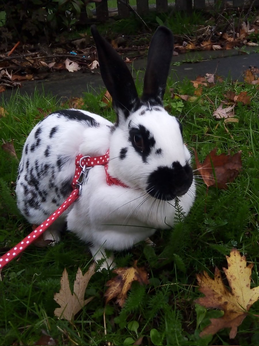 Well it's definitely autumn now, but been lucky with the weather on this week's visits and not needed the gazebos.  We've been treated to some lovely autumn tints, although I prefer to look at them rather than eat them (unlike Honey and Spotty)!