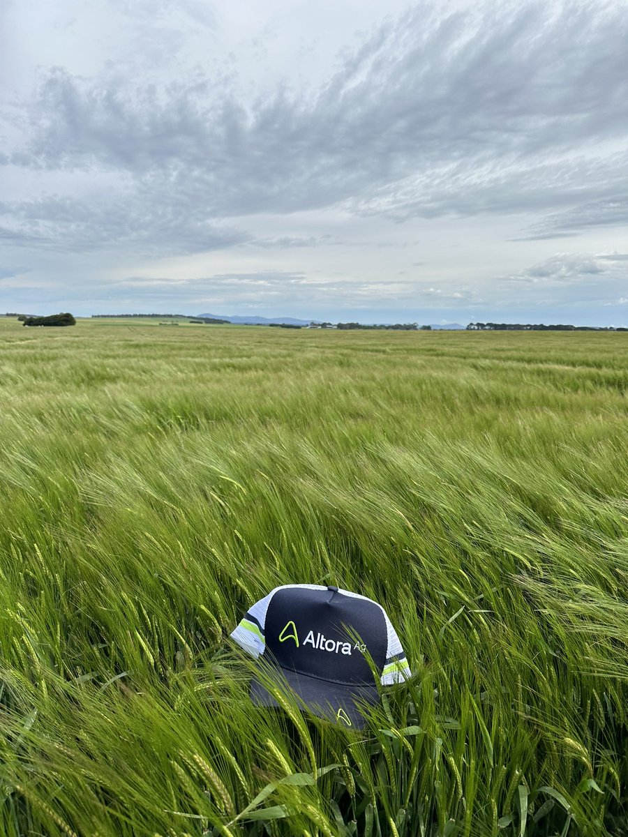 Planet barley on Faba bean stubble. Massive difference in other paddocks of barley on cereal or canola stubble. Moisture retention playing a key factor not N.