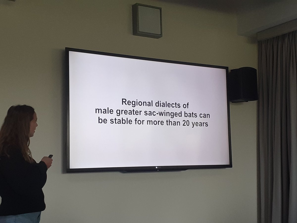 Next up is Marisa Tietge (Natural History Museum Berlin), sharing her work on the temporal stability of learned song dialects in greater sac-winged bats! 🦇🎶 

(Have you noticed a slight taxa and topic bias yet? 😉)

#gradbehav24