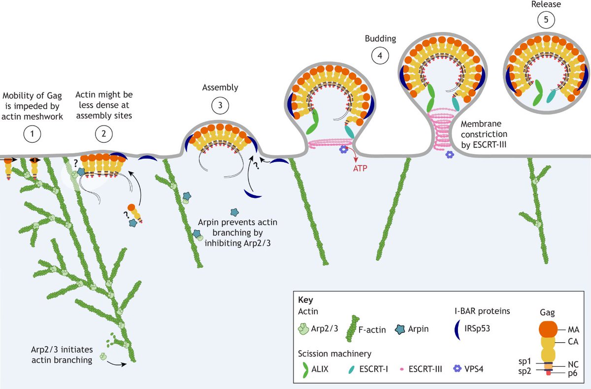 J Cell Science (@j_cell_sci) on Twitter photo In their Review, <a href="/ClaireLctr/">Claire Lctr</a>, Baptiste Carrio, Cyril Favard and <a href="/DMuriaux/">Delphine Muriaux</a> <a href="/VirAssemblyLab/">Membrane Domains and Viral Assembly Lab</a> discuss the mechanisms of assembly of the HIV-1 structural protein Gag from biophysical and biological perspectives.
journals.biologists.com/jcs/article/13… In their Review, <a href="/ClaireLctr/">Claire Lctr</a>, Baptiste Carrio, Cyril Favard and <a href="/DMuriaux/">Delphine Muriaux</a> <a href="/VirAssemblyLab/">Membrane Domains and Viral Assembly Lab</a> discuss the mechanisms of assembly of the HIV-1 structural protein Gag from biophysical and biological perspectives.
journals.biologists.com/jcs/article/13…