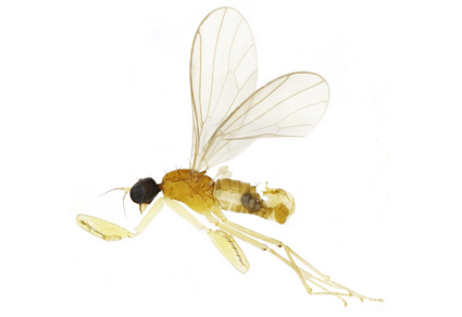 Zootaxa updates tweet media