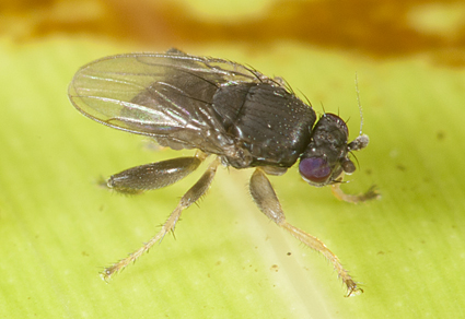 Zootaxa updates tweet media