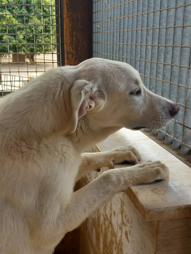 cercoCane's tweet photo. 🥲Gianni, giovanissimo cane già in canile cerca s9olo qualcuno che lo ami per sempre 🥲
https://t.co/mdogRhhLId https://t.co/KFnDBggnIW