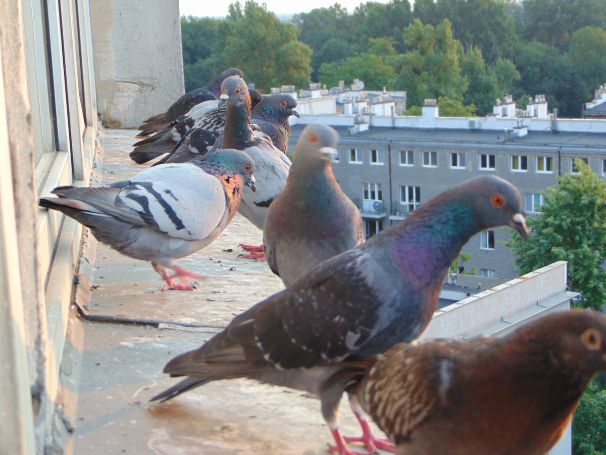 Trees: The Warsaw Generators- Rock Dove whatnewname.blogspot.com/2022/02/the-wa… Happy Safe Thursday🕊️🕊️🕊️Rock Doves Outside my Window Warsaw Poland-Photo by Kevin Todd