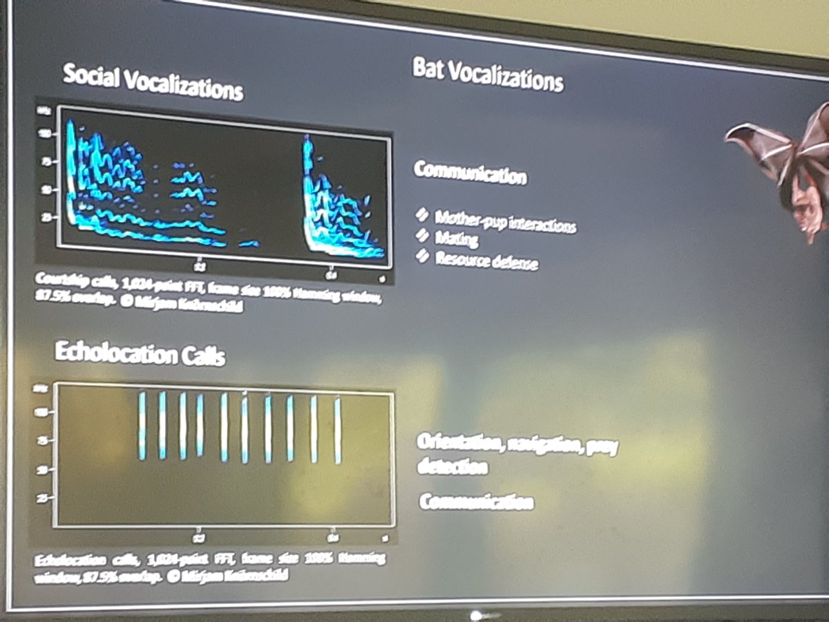 Wrapping up our acoustic communication session with Sophie Holtz from Free University of Berlin! 🎤 

She’s discussing her research on mapping neural substrates for producing functionally different vocalization types in bats. 🦇

#gradbehav24
