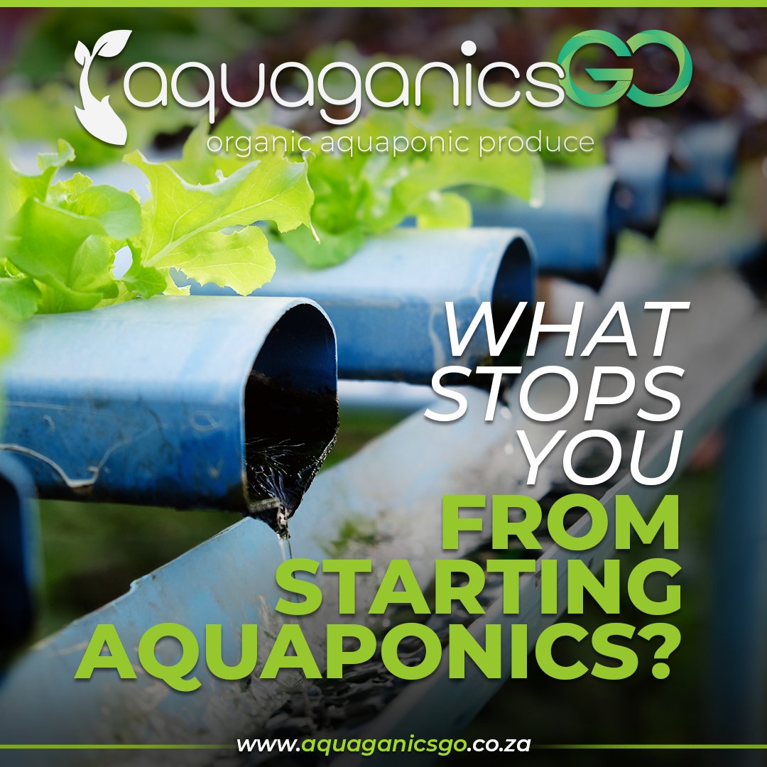 AquaganicsGo's tweet photo. Curious about aquaponics but haven’t taken the leap yet? What are your concerns or questions? Drop a comment below and let’s discuss! Better yet, schedule a farm tour at AquaganicsGo to witness the beauty and efficiency of aquaponics up close!🌱

🔗 https://t.co/BZGS8bJqO0 https://t.co/YftdRkxNlH