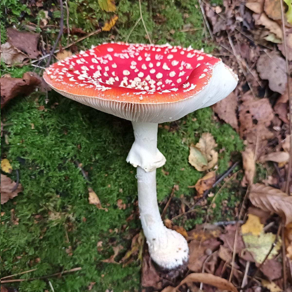 I spotted something; seen yesterday under birch trees.
#fungi #mushrooms #nature #wild