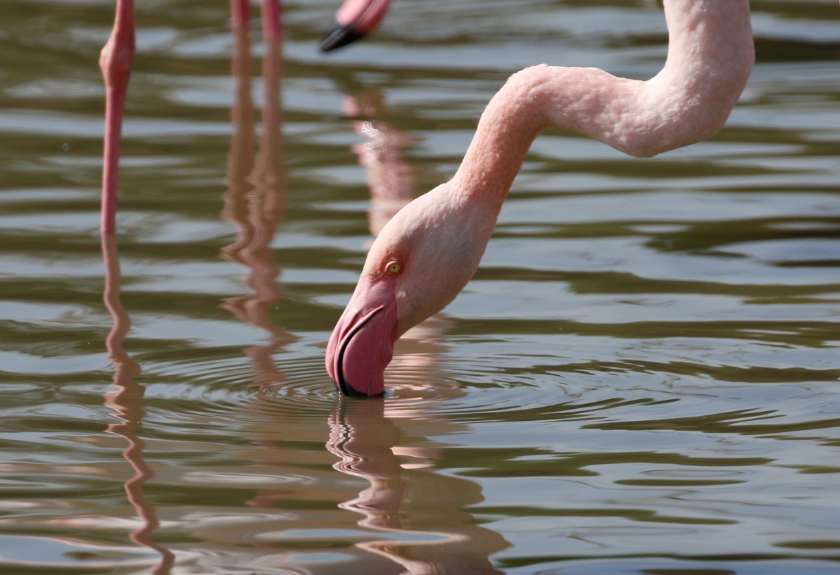 Merops Field Studies (@meropsfield) on Twitter photo We spent an excellent day in the Camargue with staff and students from <a href="/univofstandrews/">University of St Andrews</a>. As well as exploring the local habitats, students carried out an investigation on Greater Flamingo feeding behaviour, looking closely at these fascinating birds <a href="/SchoolofBiology/">School of Biology</a> <a href="/mikemwebster/">Mike Webster</a> We spent an excellent day in the Camargue with staff and students from <a href="/univofstandrews/">University of St Andrews</a>. As well as exploring the local habitats, students carried out an investigation on Greater Flamingo feeding behaviour, looking closely at these fascinating birds <a href="/SchoolofBiology/">School of Biology</a> <a href="/mikemwebster/">Mike Webster</a>