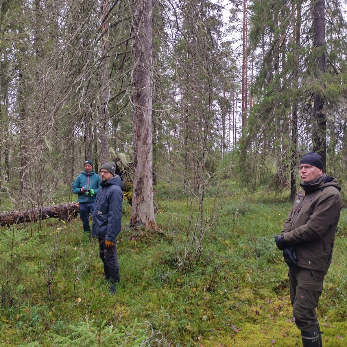Löytyykö kuollut pystypuu ja maapuut monikanavakeiluksella ja auttaisiko se vanhojen metsien ja lahopuunmetsien tunnistamisessa? Tätä on selvitetty MMM:n rahoittamassa Kuopus hankkeessa yhdessä Arbonautin kanssa. Melko hyvin löytyy. Mutta vielä tarvitaan kehitystyötä!