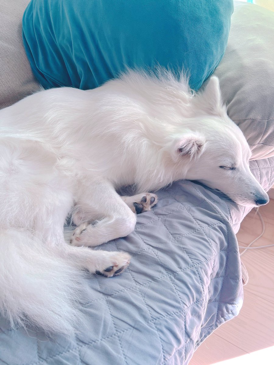 Xが殺伐としてきたけど、うちのかわいーぬでも見て癒されよう😭🐻‍❄️🤍 