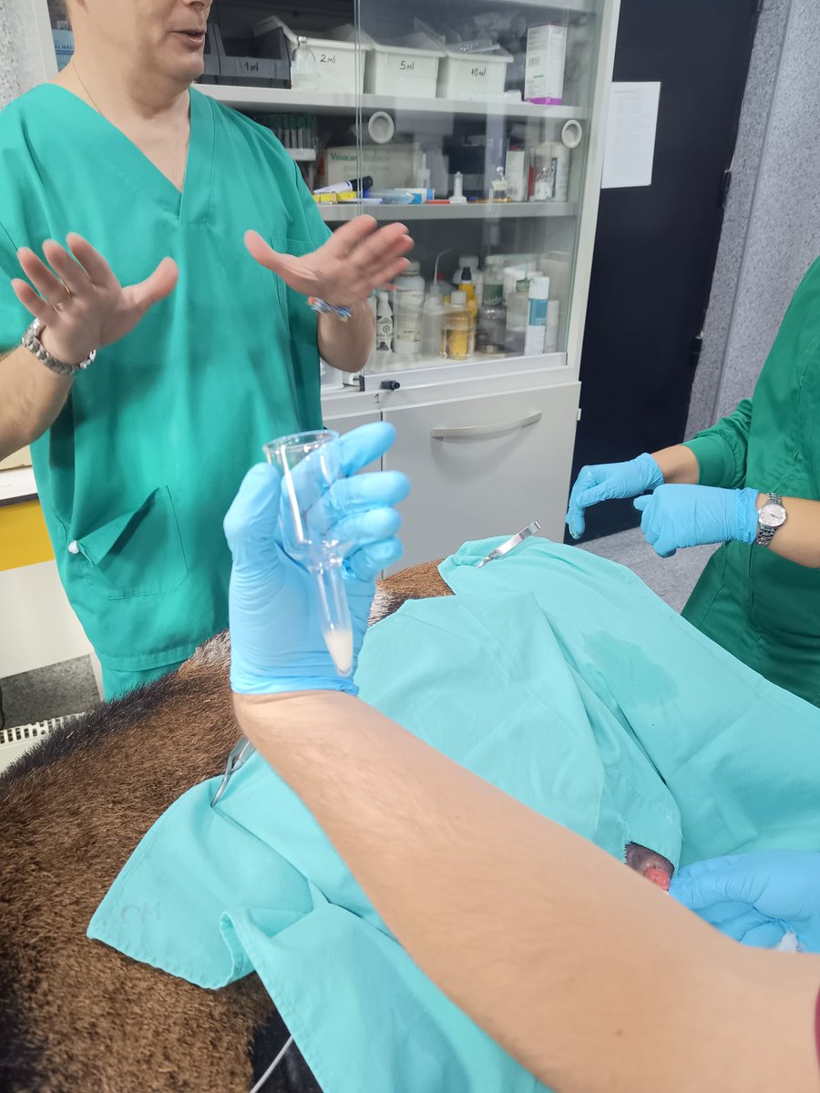 aera2024madrid's tweet photo. Por fin llegó el día! Comenzamos #AERA2024 a tope con nuestros talleres en biotecnología de la reproducción en diversas especies 🐱🐐🐄 @INIA_es @VeterinariaUCM https://t.co/UC2eZhn8Hr