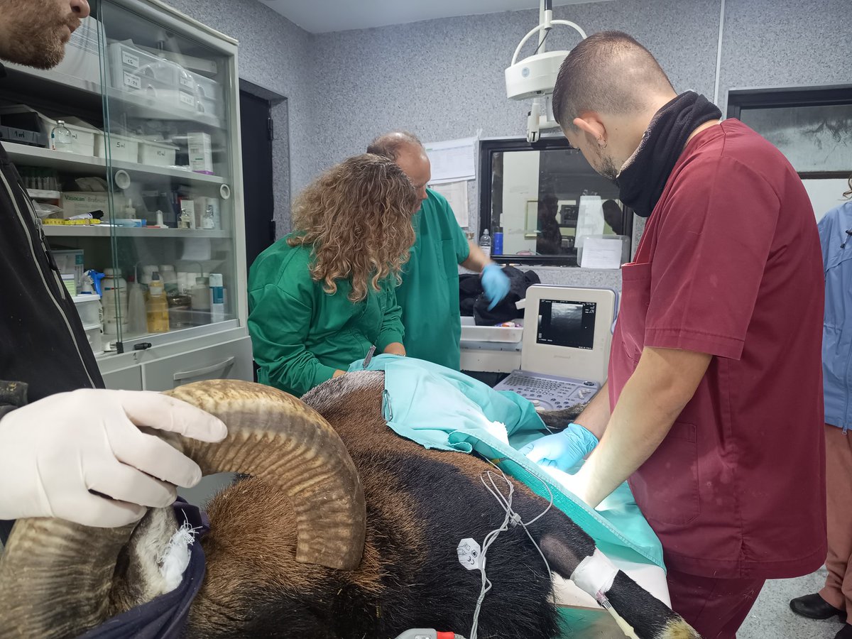 aera2024madrid's tweet photo. Por fin llegó el día! Comenzamos #AERA2024 a tope con nuestros talleres en biotecnología de la reproducción en diversas especies 🐱🐐🐄 @INIA_es @VeterinariaUCM https://t.co/UC2eZhn8Hr