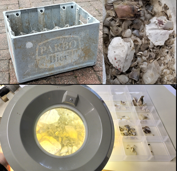 Thrilling rafting find from Pembrokeshire by Mike Hayes <a href="/WTSWW/">WildlifeTrustSWWales 🦡🐬</a> - an encrusted beer crate . Research on the beer brand and we've discovered that it came from Suriname. Having a closer look at the bivalves, stalked barnacles, worm tubes and isopod now...