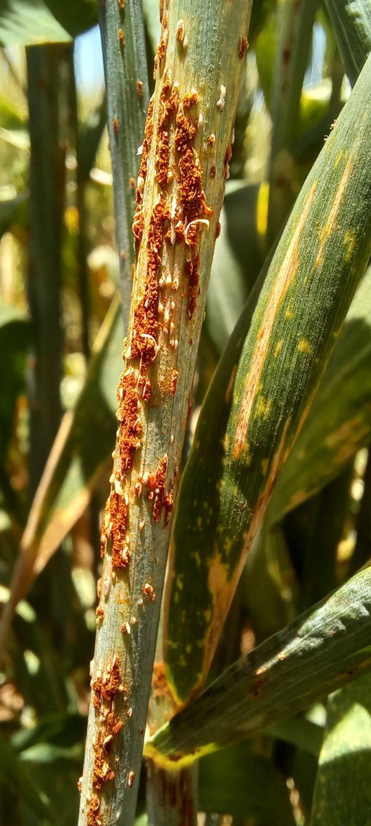 PretoriusZak's tweet photo. Privileged to have been part of the Wheat Rust Training team at Njoro, Kenya. Strong lecture component from international colleagues, appreciative trainees, and excellent field plots and greenhouse screening.
@MaricelisAceve1
@SridharBhavani https://t.co/P4axff46W9