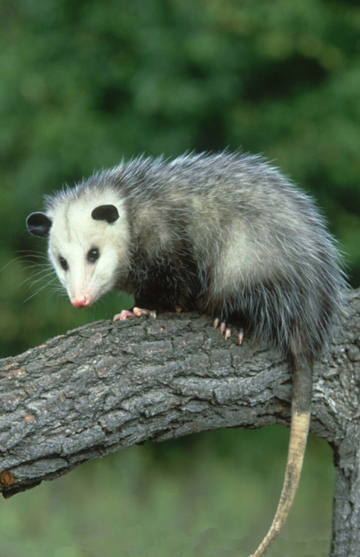 PossumEveryHour's tweet image. 