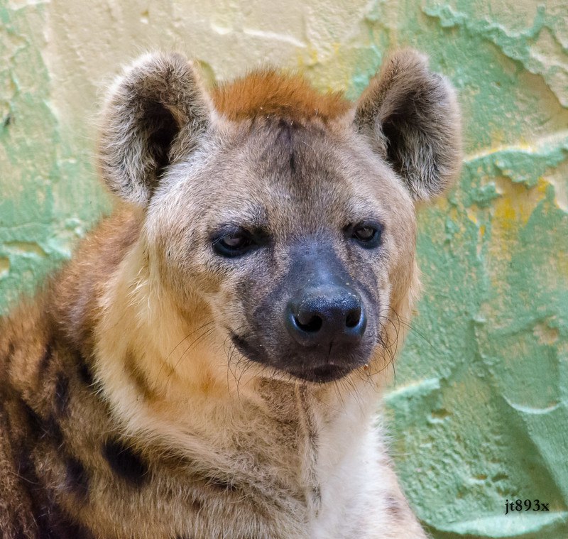 HourlyYeen's tweet image. [🔗](api.tinyfox.dev/hourly/Yeens/8…)