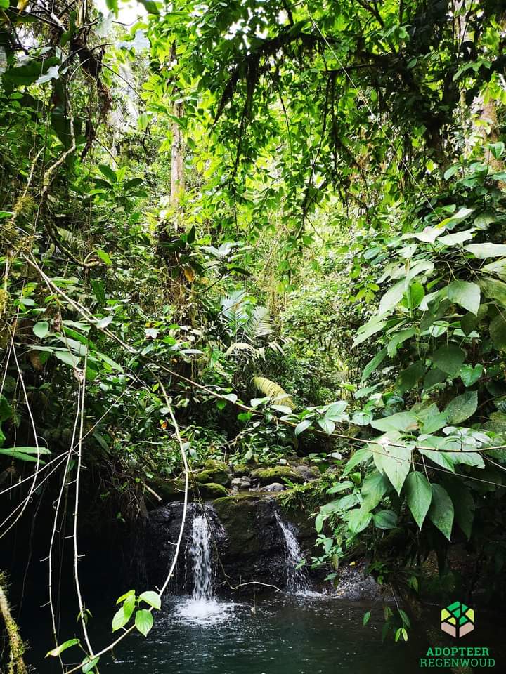 Juflogie_Nature's tweet photo. Work With Nature protect #tropical #rainforest in Costa Rica. #Juflogie  , #wwn  , #nature https://t.co/Kxj6qJnudo