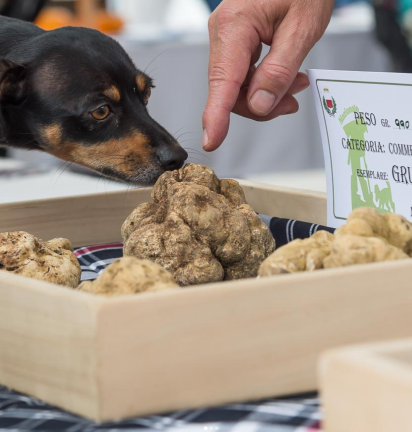 visitLMR's tweet photo. Doppio appuntamento con le Fiere del Tartufo!

𝗠𝗼𝗺𝗯𝗲𝗿𝗰𝗲𝗹𝗹𝗶
📆 sabato 19 e domenica 20 ottobre

𝗠𝗼𝗻𝗰𝗮𝗹𝘃𝗼
📆 domenica 20, sabato 26 e domenica 27 ottobre

#TheHomeofBuonVivere https://t.co/Ja5yUhCGlK