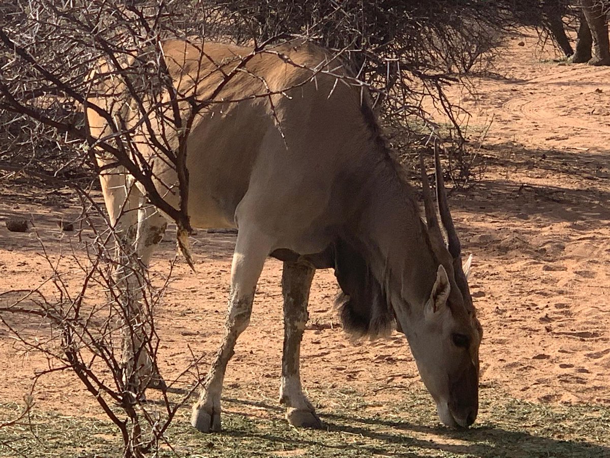 PaoloSilvan's tweet photo. animali della Mabidia Africa . https://t.co/fpB4WI3b4g