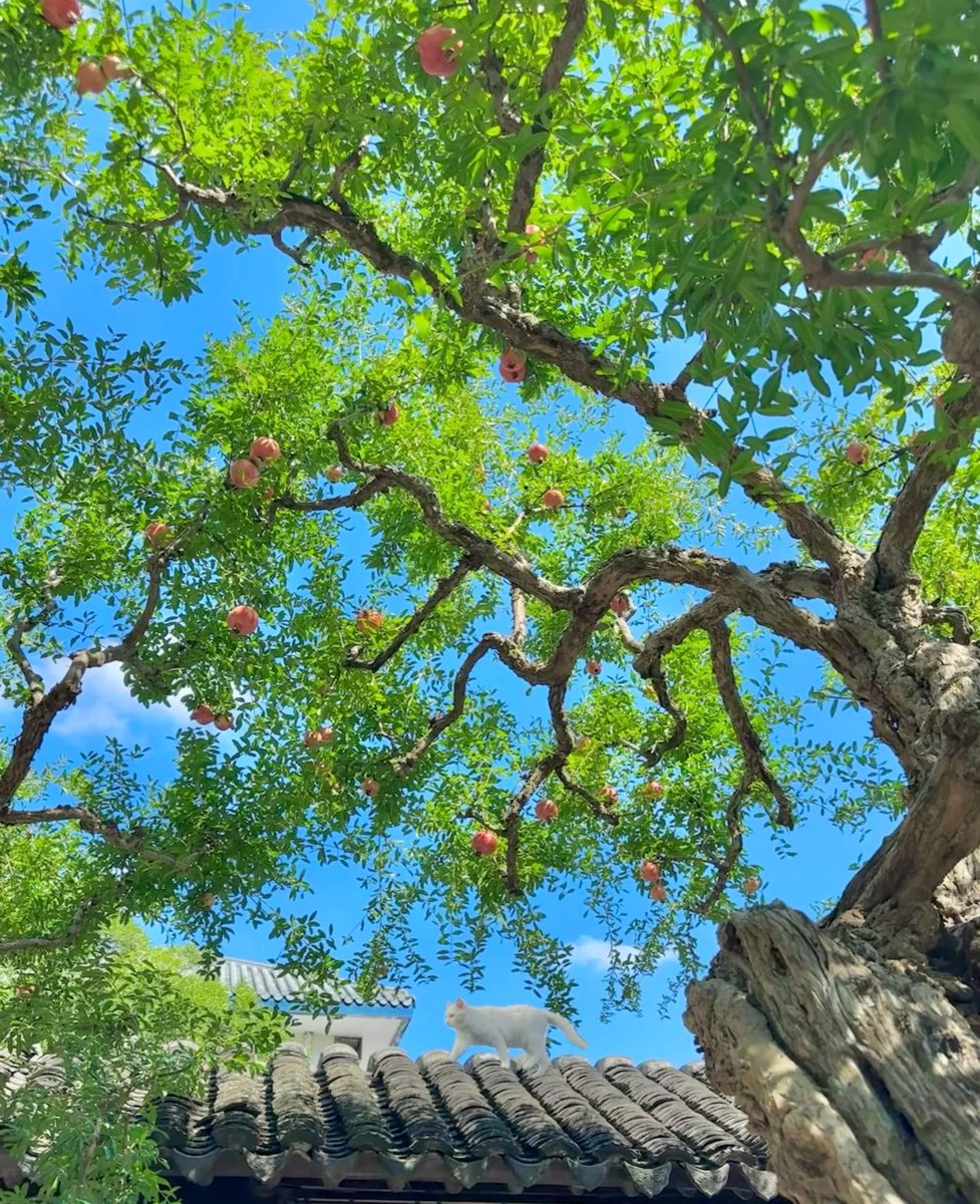 秋天的石榴像小灯笼🏮