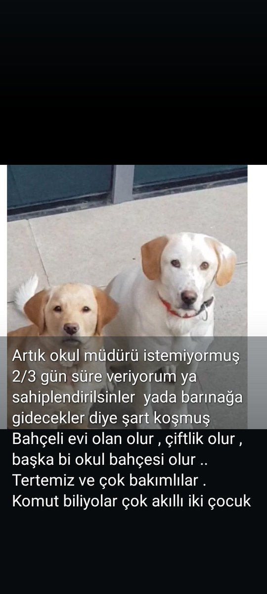 #TurkiyedeKatliamVar çok rica ediyorum bu çocuklara bir yuva bulalım barınakta ölürler 😢