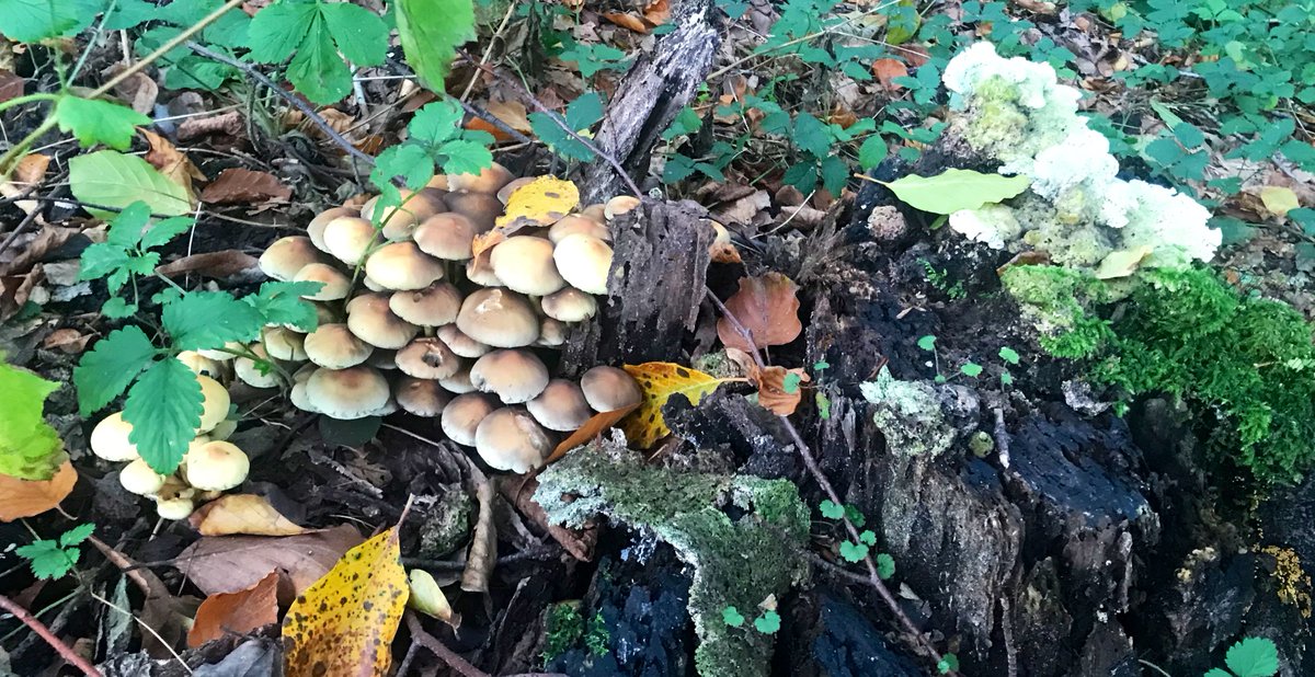 sedatceylann's tweet photo. #paddestoelen #mushrooms #nature #herfst #natuurfotografie #mushroom #naturephotography #autumn  #holland #paddestoel #nl #macro #natuur #pilze #paddenstoelen #fungus #nederland #mushroom #cameranu #naturelovers #herfstkleuren #forest  #autumnvibes 
🍄 🍄 🍄 https://t.co/r4cR6PI55L