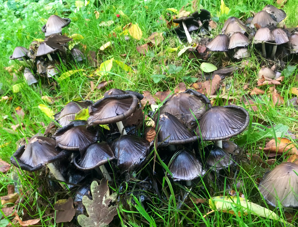 sedatceylann's tweet photo. #paddestoelen #mushrooms #nature #herfst #natuurfotografie #mushroom #naturephotography #autumn  #holland #paddestoel #nl #macro #natuur #pilze #paddenstoelen #fungus #nederland #mushroom #cameranu #naturelovers #herfstkleuren #forest  #autumnvibes 
🍄 🍄 🍄 https://t.co/r4cR6PI55L