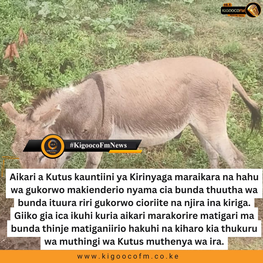 Aikari a Kutus guikara na hahu ya kwenderio nyama cia bunda.
#KigoocoFmNews