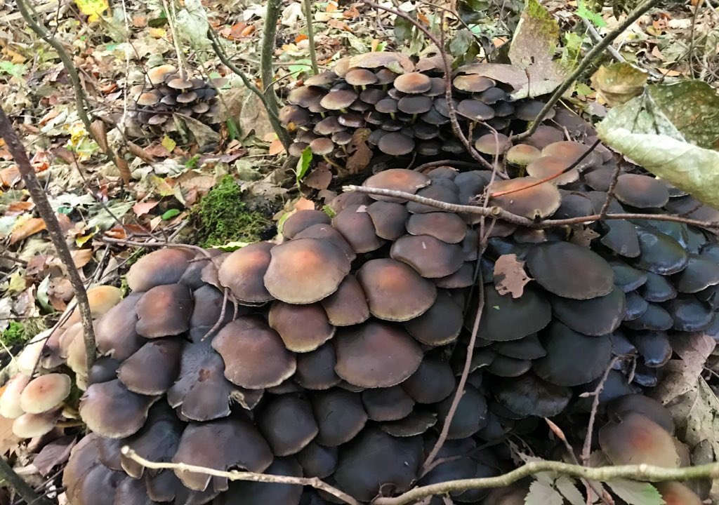 sedatceylann's tweet photo. @Nollie70 #paddestoelen #mushrooms #nature #herfst #natuurfotografie #mushroom #naturephotography #autumn  #holland #paddestoel #nl #macro #natuur #pilze #paddenstoelen #fungus #nederland #mushroom #cameranu #naturelovers #herfstkleuren #forest  #autumnvibes 
🍄🍄🍄🍄🍄🍄🍄🍄🍄🍄🍄🍄🍄 https://t.co/U5KuWLpknZ