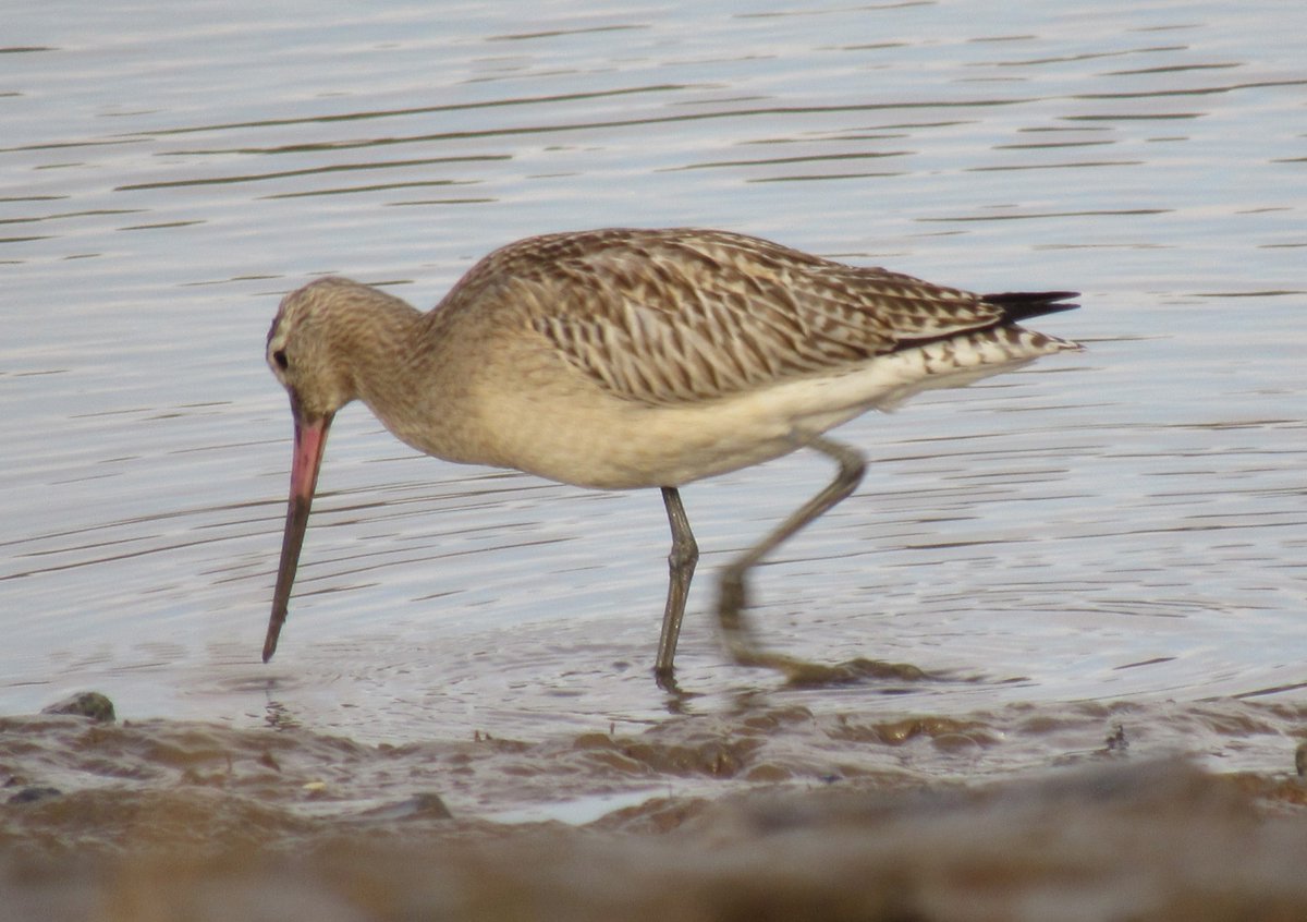 Bar-tailed Godwit, at Morston Harbour.
#birdwatching  #birdphotography
#birding  #wildlifephotography 
#TwitcherNatureCommunity