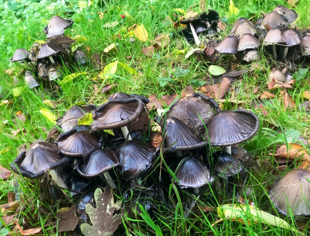sedatceylann's tweet photo. @IrmadePotter #paddestoelen #mushrooms #nature #herfst #natuurfotografie #mushroom #naturephotography #autumn  #holland #paddestoel #nl #macro #natuur #pilze #paddenstoelen #fungus #nederland #mushroom #cameranu #naturelovers #herfstkleuren #forest  #autumnvibes 
🍄🍄🍄🍄🍄🍄🍄🍄🍄🍄🍄🍄🍄 https://t.co/0qODniYTob