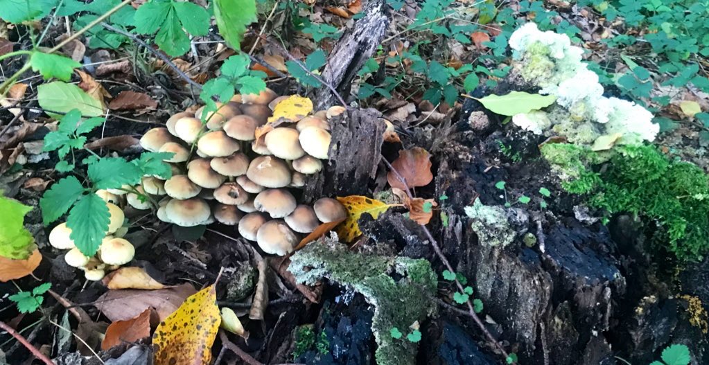 sedatceylann's tweet photo. @IrmadePotter #paddestoelen #mushrooms #nature #herfst #natuurfotografie #mushroom #naturephotography #autumn  #holland #paddestoel #nl #macro #natuur #pilze #paddenstoelen #fungus #nederland #mushroom #cameranu #naturelovers #herfstkleuren #forest  #autumnvibes 
🍄🍄🍄🍄🍄🍄🍄🍄🍄🍄🍄🍄🍄 https://t.co/0qODniYTob