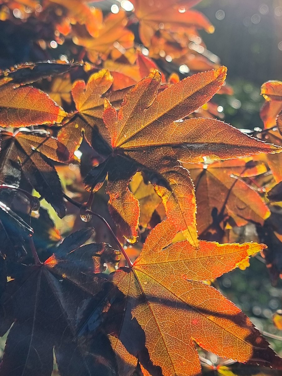 Sunshine at last! #gardens #trees #autumn #Cornwall #RoselandParc