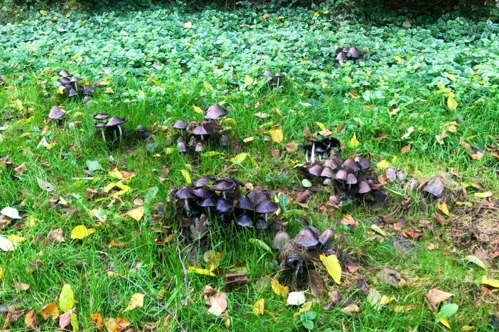 sedatceylann's tweet photo. @SandraGreeuw #paddestoelen #mushrooms #nature #herfst #natuurfotografie #mushroom #naturephotography #autumn  #holland #paddestoel #nl #macro #natuur #pilze #paddenstoelen #fungus #nederland #mushroom #cameranu #naturelovers #herfstkleuren #forest  #autumnvibes 
🍄🍄🍄🍄🍄🍄🍄🍄🍄🍄🍄🍄🍄 https://t.co/im6c8kn4fW