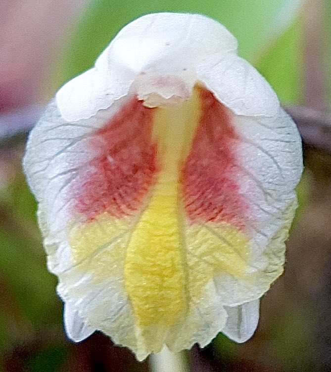 #gingerplantoftheweek is #Boesenbergia ganaensis just fresh from the press in #phytokeys:
doi.org/10.3897/phytok…
Congratulations to Dr Lam Nyee Fan (UMS) for describing in this paper yet another three new species of this #gingergenus (#Zingiberaceae) endemic in Sabah, Borneo.