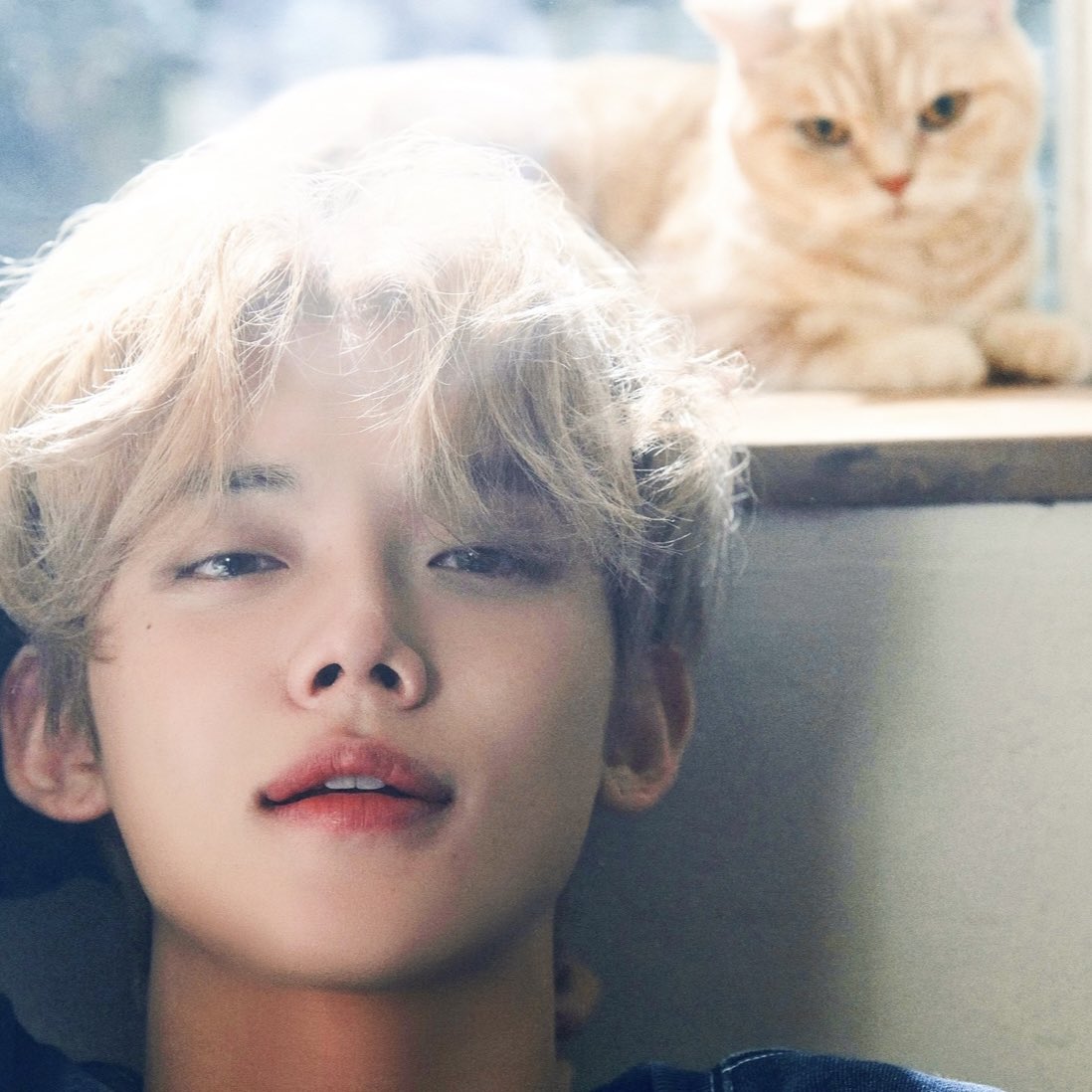 choieyonjun's tweet photo. Does anybody love orange cat? https://t.co/zKRgZEdqWS