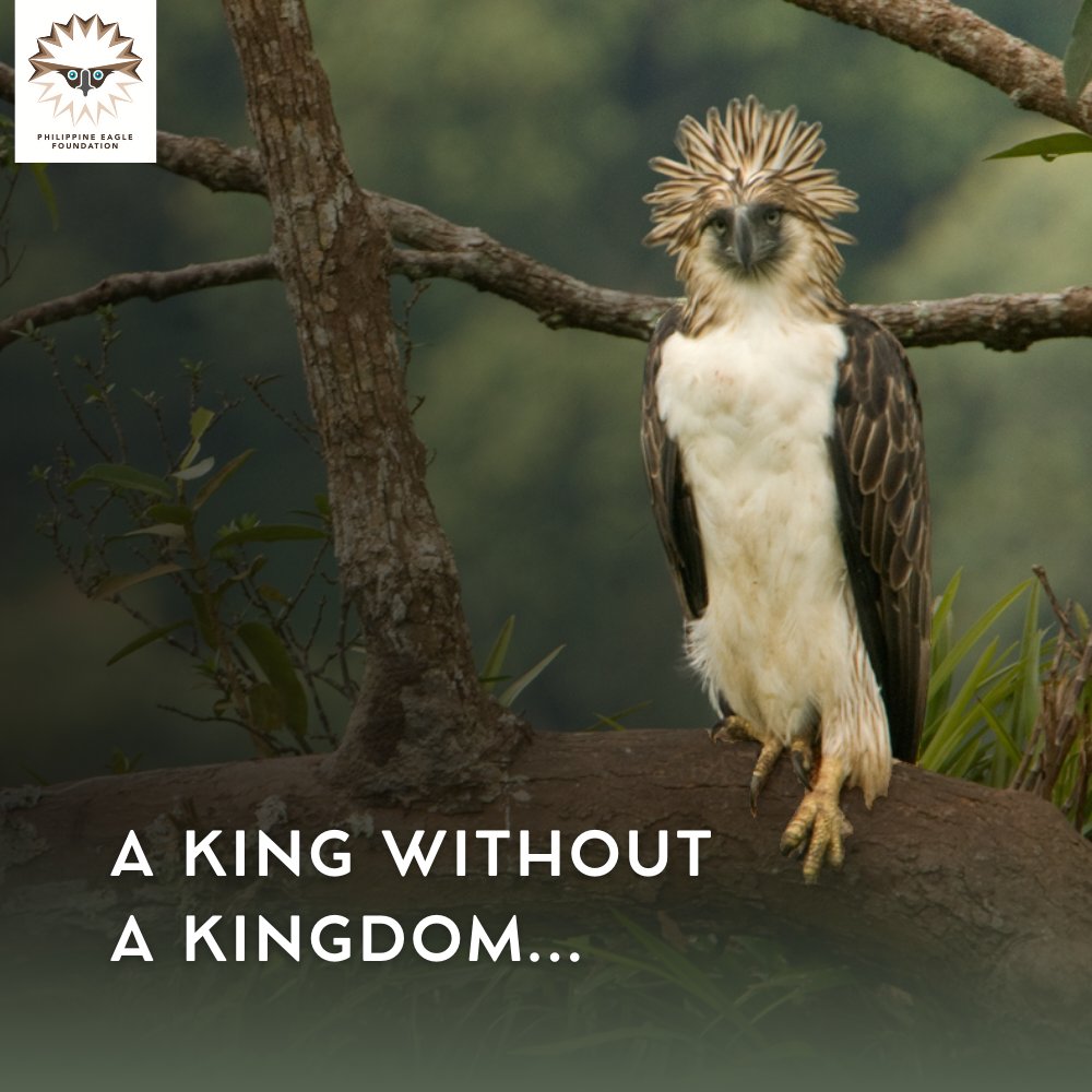 PhilEagleFdn's tweet image. A king without a kingdom is nothing. 

The Philippine Eagle needs our help. 🇵🇭🦅 

Adopt a tree and restore its forest home. 🌳

Visit threemilliontrees.com now!⬅️

#SavePHEagle #Trees4Future #Reforestation #PlantingForTheFuturePH  #Agilaya #ThicketThursday