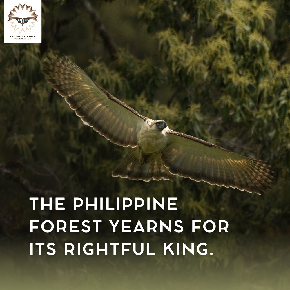 PhilEagleFdn's tweet image. A king without a kingdom is nothing. 

The Philippine Eagle needs our help. 🇵🇭🦅 

Adopt a tree and restore its forest home. 🌳

Visit threemilliontrees.com now!⬅️

#SavePHEagle #Trees4Future #Reforestation #PlantingForTheFuturePH  #Agilaya #ThicketThursday