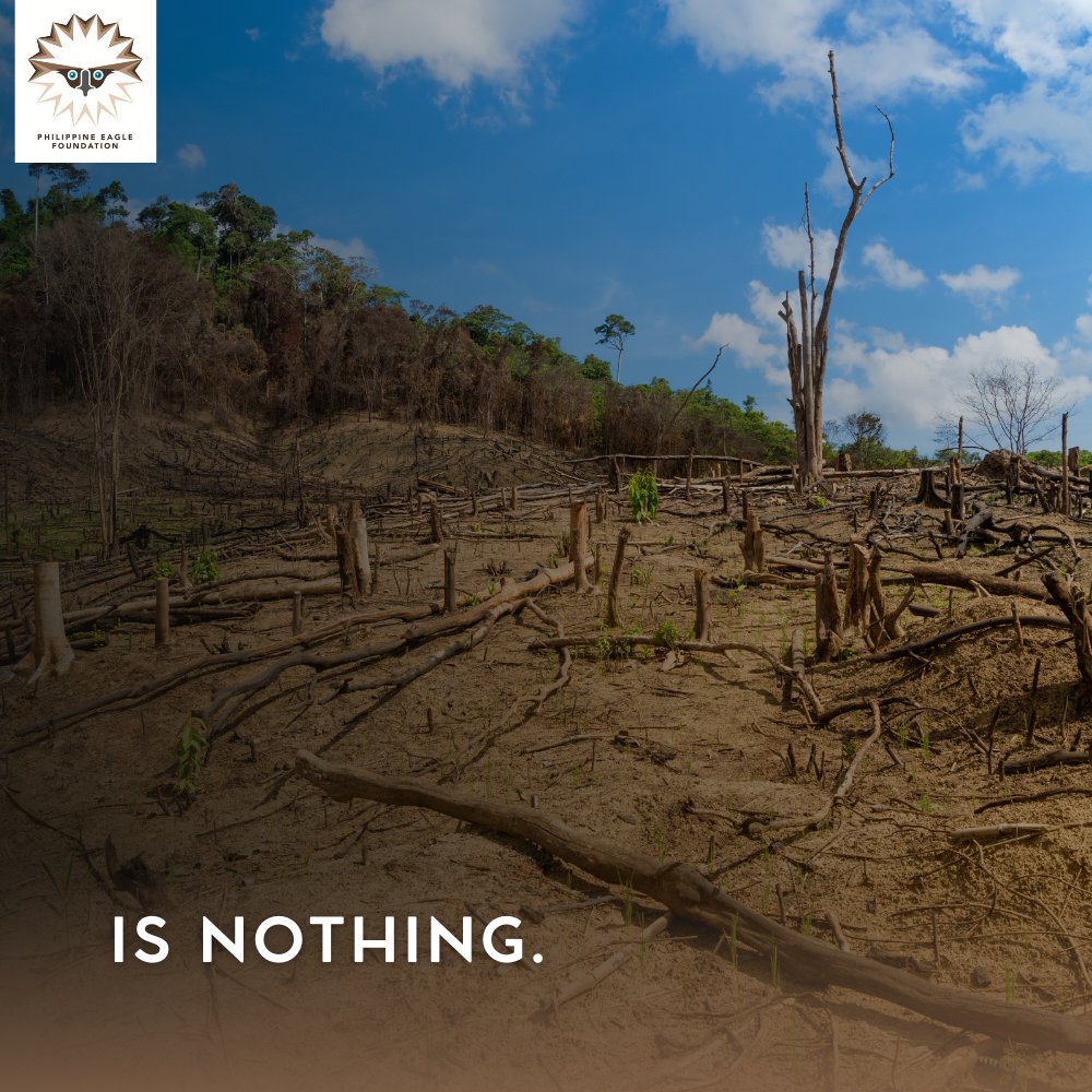 PhilEagleFdn's tweet image. A king without a kingdom is nothing. 

The Philippine Eagle needs our help. 🇵🇭🦅 

Adopt a tree and restore its forest home. 🌳

Visit threemilliontrees.com now!⬅️

#SavePHEagle #Trees4Future #Reforestation #PlantingForTheFuturePH  #Agilaya #ThicketThursday