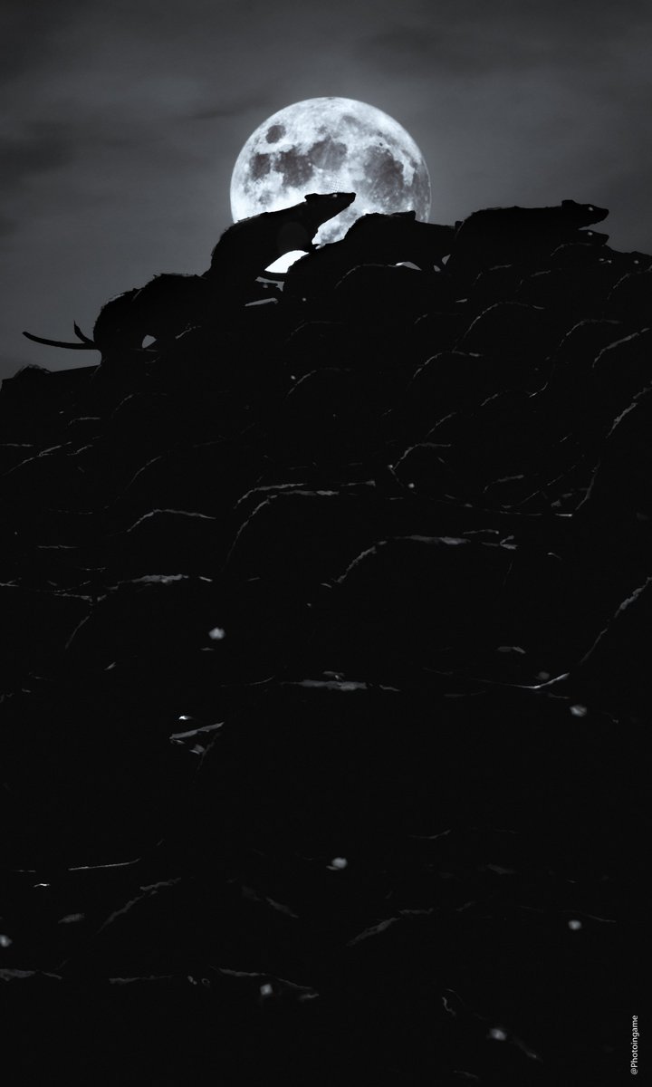 Photoingame tweet media